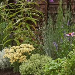 Sensory Border Collection - 3m X 90cm -Garden Care Tools Deals Store 12806948 1695034598215405