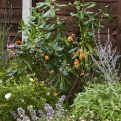 Sensory Border Collection - 6m X 90cm -Garden Care Tools Deals Store 12806959 2095034599045160