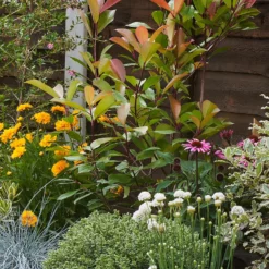 Sunny Border Collection - 7m X 90cm -Garden Care Tools Deals Store 12811336 1985034640712607