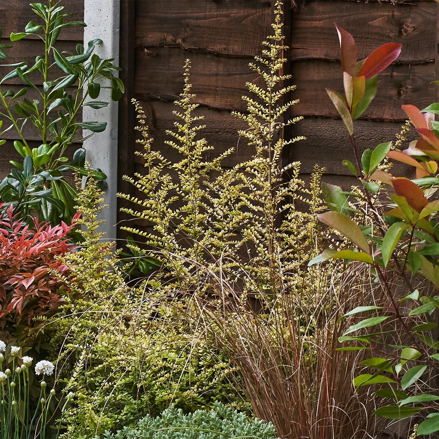 Garden On A Roll Eco Border - 3m X 120cm 6 Garden On A Roll Eco Border - 3m X 120cm - Image 6