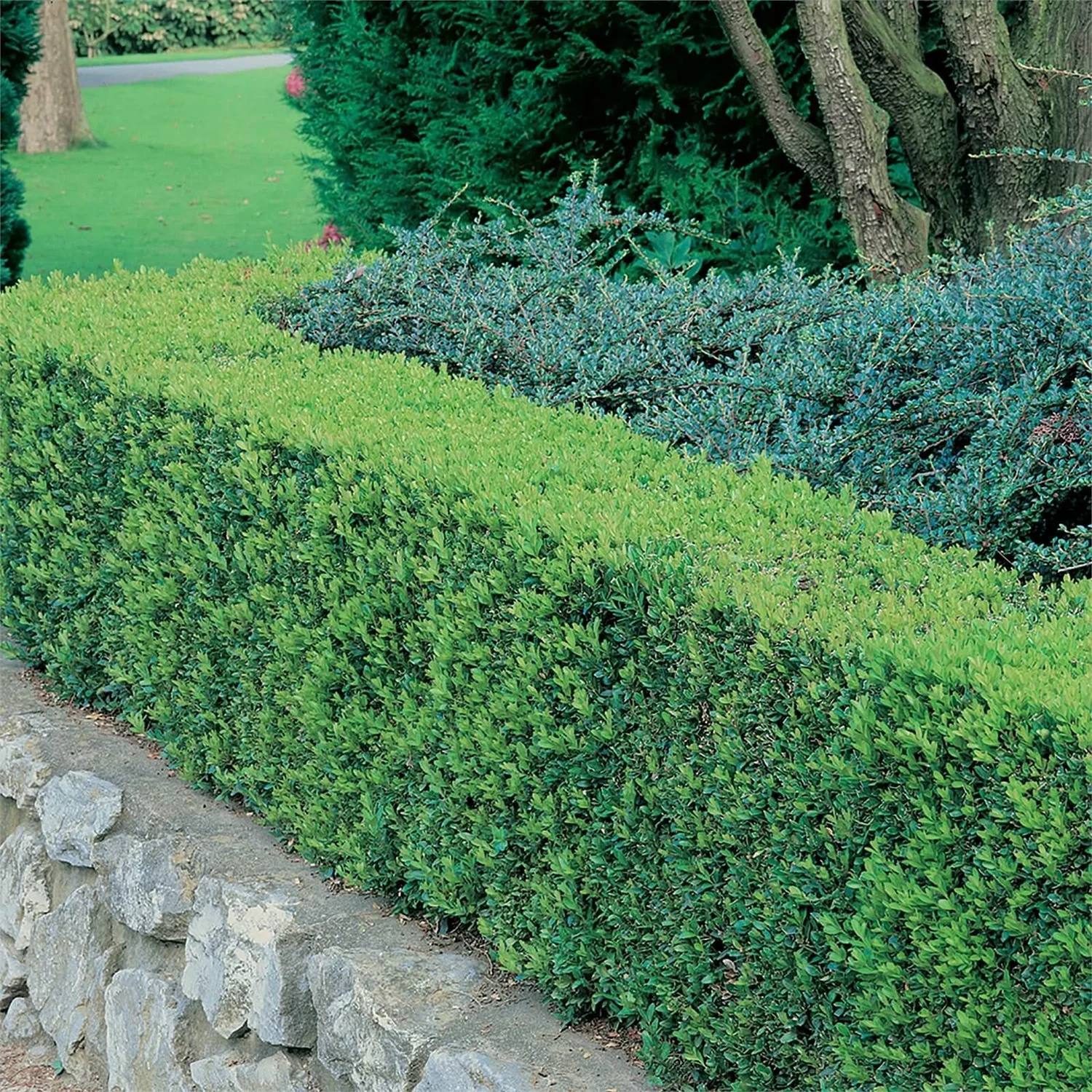 Buxus (Box) 6 Pack 1 Buxus (Box) 6 Pack
