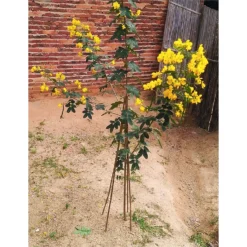 10 Pack Bamboo Canes - 2.1m/7ft -Garden Care Tools Deals Store 12885358 2434952638035738