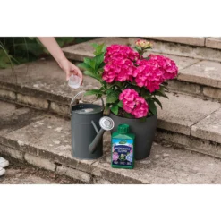 Westland Hydrangea Feed - 1l -Garden Care Tools Deals Store 12886486 1744971590629542