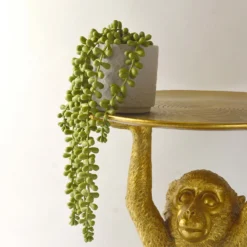 House Beautiful String Of Pearls In Ceramic Pot -Garden Care Tools Deals Store 12890040 3924857412833165