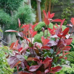 Photinia X Fraseri Compacta 10L