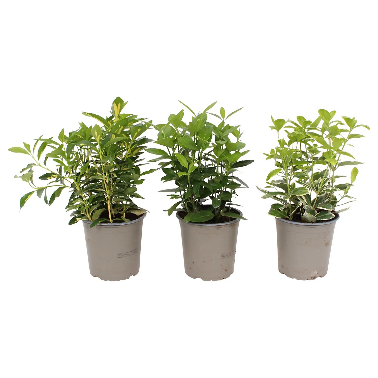 Euonymus Mix 13cm 2 Euonymus Mix 13cm - Image 2