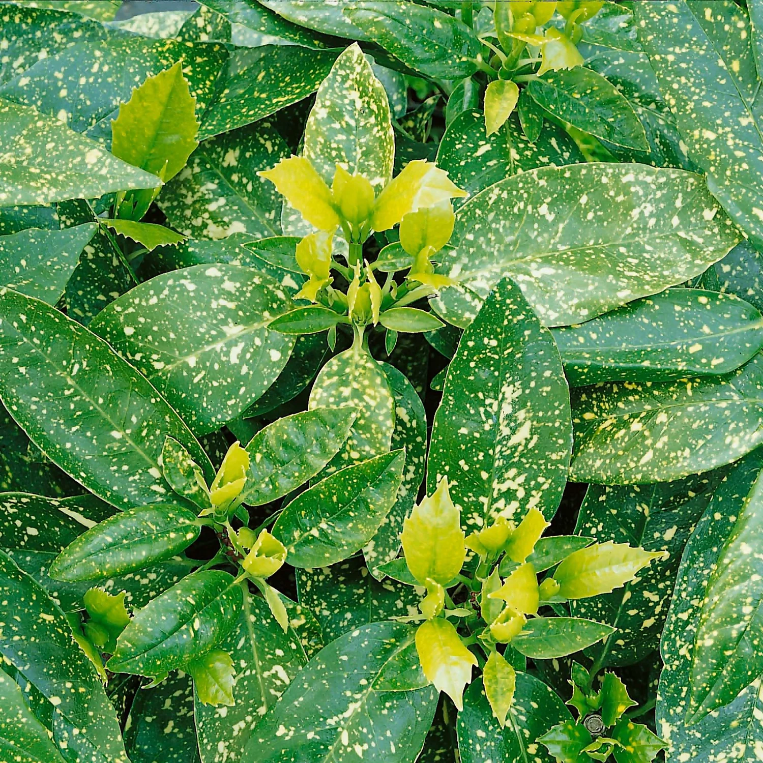 Aucuba Japonica Variegata 19cm 1 Aucuba Japonica Variegata 19cm