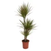 None Dracaena Marginata Mix (Dragon Tree) 60 -30 -15 - Pot Size 21cm