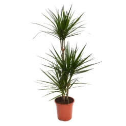 None Dracaena Marginata Mix (Dragon Tree) 60 -30 -15 - Pot Size 21cm -Garden Care Tools Deals Store 12955981 1434930929237075