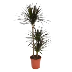 None Dracaena Marginata Mix (Dragon Tree) 60 -30 -15 - Pot Size 21cm -Garden Care Tools Deals Store 12955981 9554930929272688