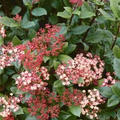 Viburnum Tinus Mix 10L
