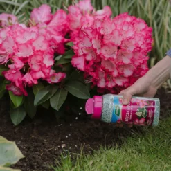 Westland Ericaceous Granular Plant Food 900g -Garden Care Tools Deals Store 13411839 1274971590758911