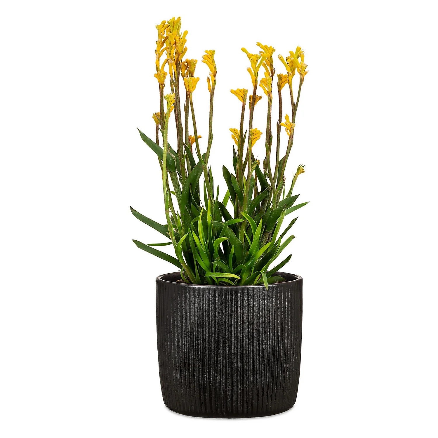 Black Ebano Plant Pot - 18cm 2 Black Ebano Plant Pot - 18cm - Image 2