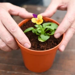 Coco & Coir Coco Grow+ Seed & Cutting Compost + 20% Perlite - 15L -Garden Care Tools Deals Store 13487127 4074919980845315