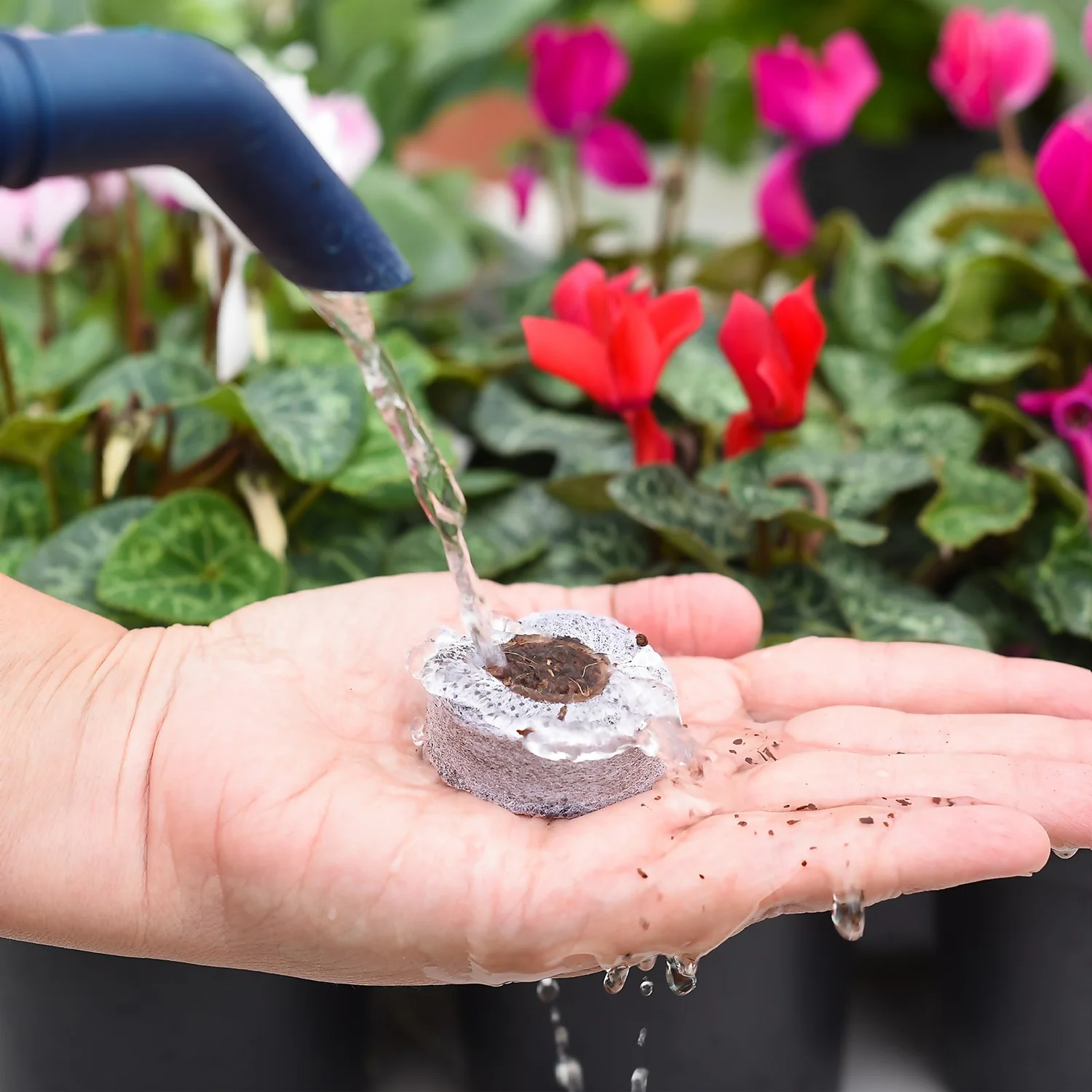 Coco & Coir Seed Germination Dots - 40mm 4 Coco & Coir Seed Germination Dots - 40mm - Image 4