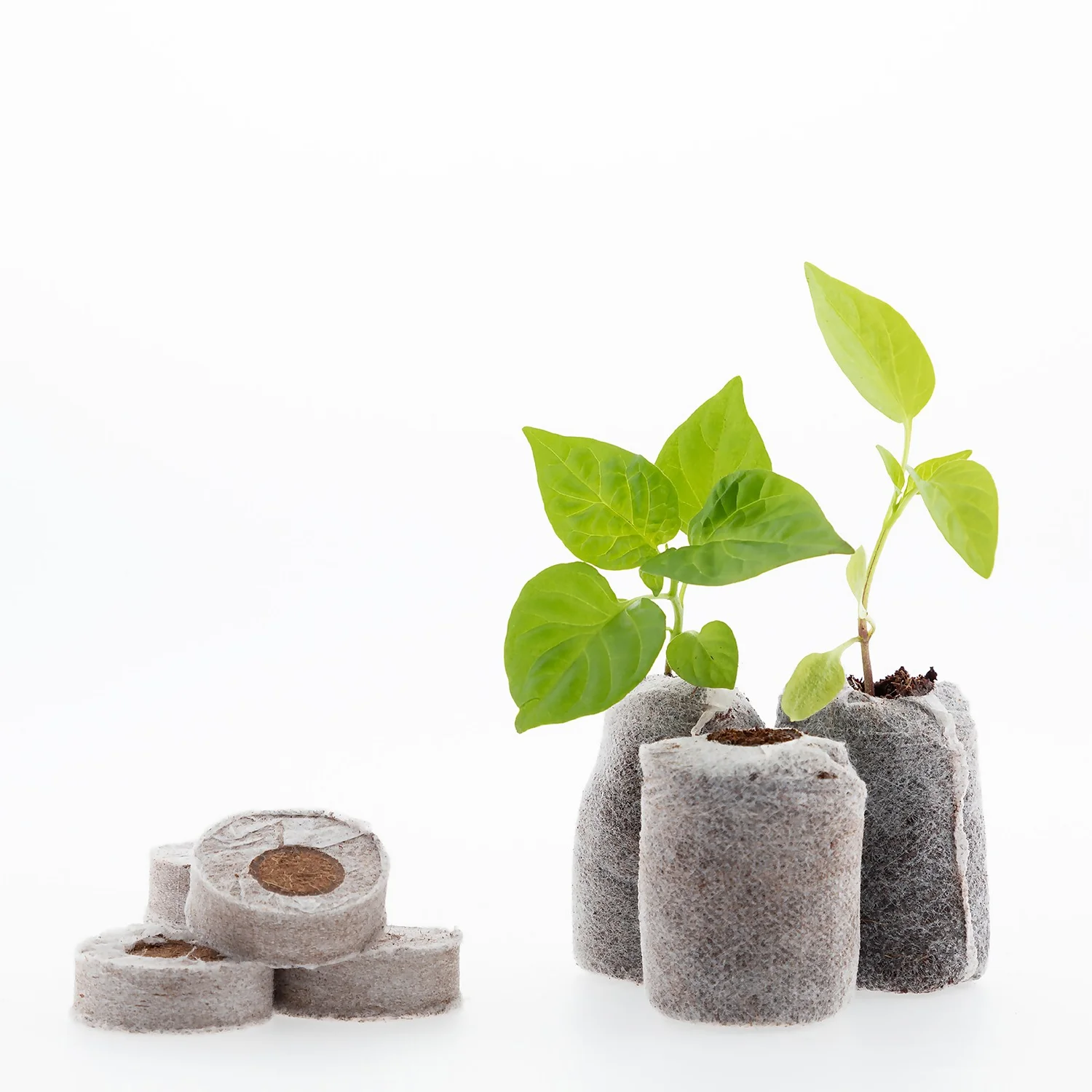 Coco & Coir Seed Germination Dots - 40mm 2 Coco & Coir Seed Germination Dots - 40mm - Image 2