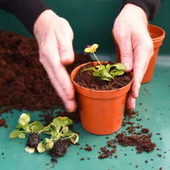 Coco & Coir Coco Boost All Purpose Compost With Added Nutrients - 15L -Garden Care Tools Deals Store 13487131 4394919981240271