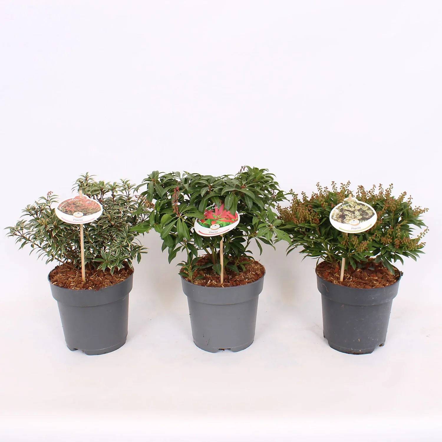 Pieris Mix 17cm 1 Pieris Mix 17cm