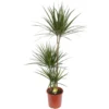 None Dracaena Marginata Dragon Tree Houseplant - 24cm