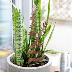 Floral Bronze Ground Stakes - 45cm (Assorted Designs) -Garden Care Tools Deals Store 13981009 1695005324721013