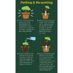 Westland Bonsai Potting Mix Peat Free 4L -Garden Care Tools Deals Store 14013787 2185003754340767