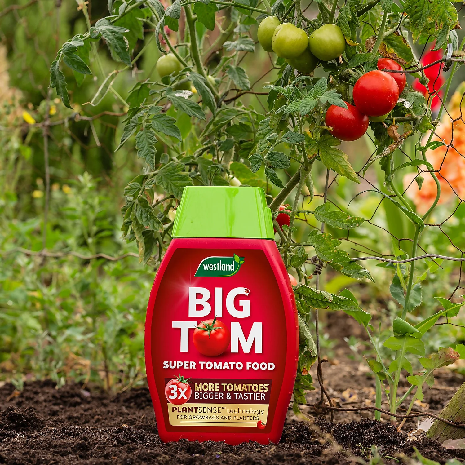 Westland Big Tom Super Tomato Food 3 Westland Big Tom Super Tomato Food - Image 3