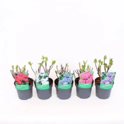 Hydrangea Macrophylla Mix 14cm