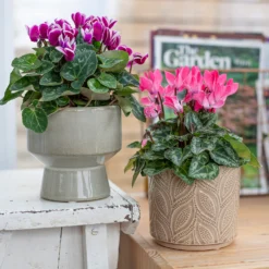 Crackle Leaf Indoor Plant Pot - 12cm 18 Crackle Leaf Indoor Plant Pot - 12cm -Garden Care Tools Deals Store 14197410 1345024191550610