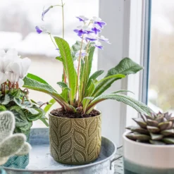 Crackle Leaf Indoor Plant Pot - 12cm 17 Crackle Leaf Indoor Plant Pot - 12cm -Garden Care Tools Deals Store 14197410 8095024191499877