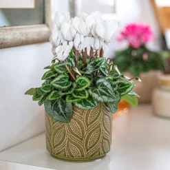Crackle Leaf Indoor Plant Pot - 12cm 14 Crackle Leaf Indoor Plant Pot - 12cm -Garden Care Tools Deals Store 14197410 9825024191346259