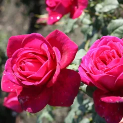 Rose Shrub Purple Mix 4.5L -Garden Care Tools Deals Store 14238154 7385058463293621