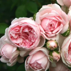 Rose Shrub Pink Mix 4.5L -Garden Care Tools Deals Store 14238156 1085058463663980