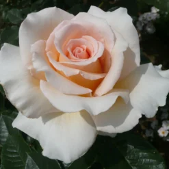 Rose Shrub Pink Mix 4.5L -Garden Care Tools Deals Store 14238156 4315058463620135