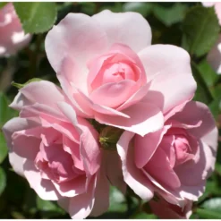 Rose Shrub Pink Mix 4.5L -Garden Care Tools Deals Store 14238156 6715058463570713